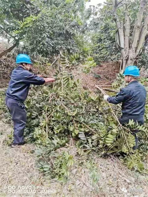 万家灯火有我们守护 闽侯供电 天团 春节24小时在线营业